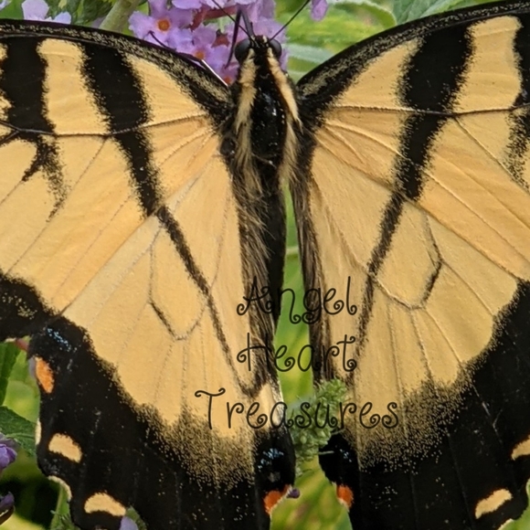 8x10 Original Photography Yellow Tiger Swallowtail on Butterfly Bush Flow… - Picture 2 of 2